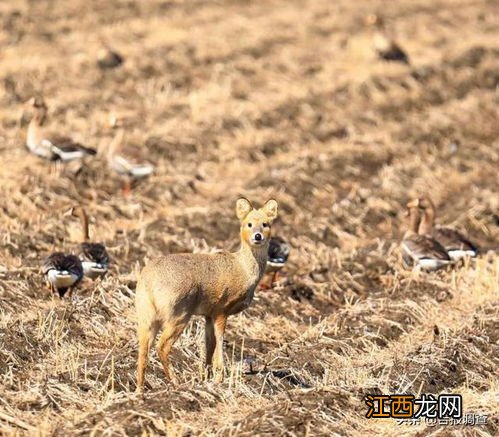 狍子怀孕多长时间下仔