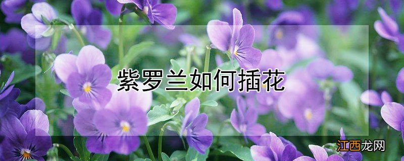 紫罗兰如何插花