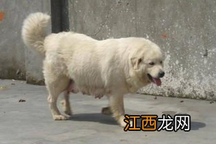 肉狗喂什么麸皮