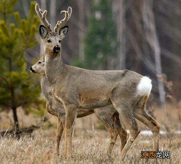狍子像什么东西