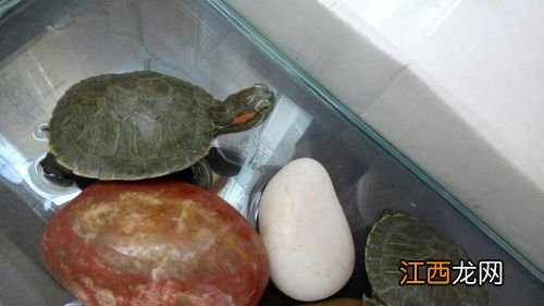 乌龟偶尔用爪子挠眼睛