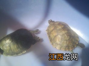 乌龟有眼病什么样