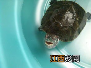 乌龟揉眼睛怎么回事