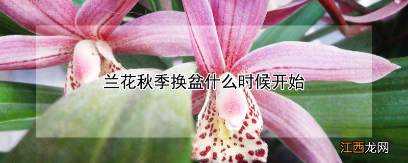 兰花秋季换盆什么时候开始