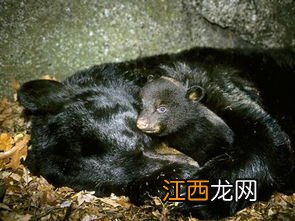 野猪冬眠吗