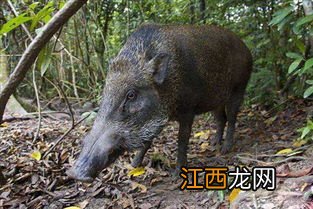 野猪多久会走一次老路