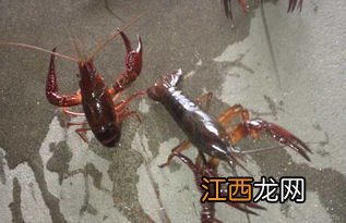 小龙虾ph值偏高怎么办