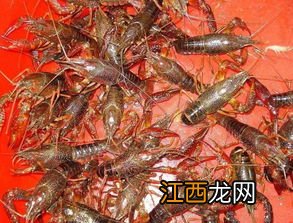 小龙虾藕田养殖技术