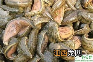 水蛭饵料怎么投放