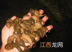 水蛭饵料怎么投放