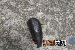 水蛭为什么怕盐