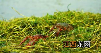 小龙虾爱吃什么水草