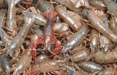 小龙虾是一种虫子吗