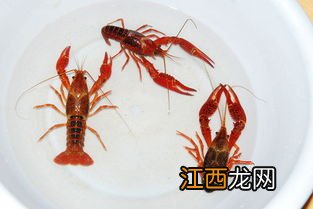 小龙虾能活多久