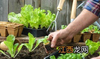 冬天鸡毛菜多久浇水好 种鸡毛菜几天浇一次水