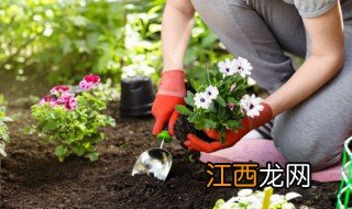 家里辟邪的植物 家里可以养什么植物辟邪