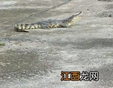 鳄鱼认主人吗