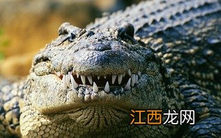 鳄鱼属于哪类动物