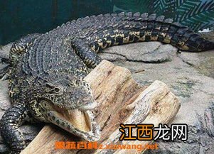 鳄鱼忌讳什么颜色