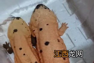 娃娃鱼苗吃什么食物