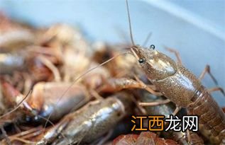 小龙虾每年繁殖几次