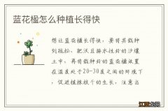 蓝花楹怎么种植长得快