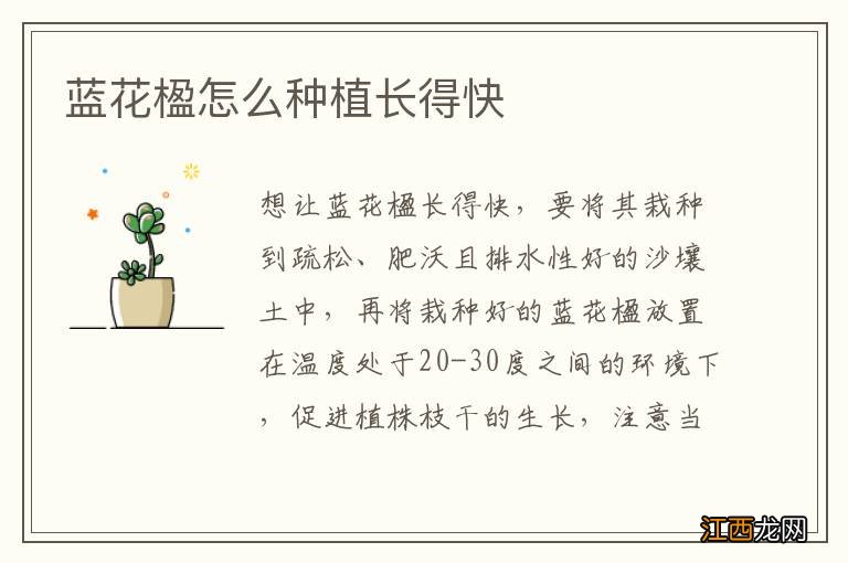 蓝花楹怎么种植长得快