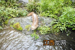 娃娃鱼北方能养吗