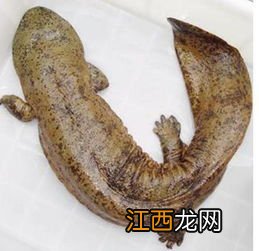 娃娃鱼在水库能活吗