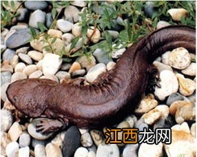 娃娃鱼在水库能活吗