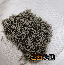 养蚕能喂饲料吗