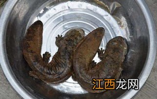 娃娃鱼粘液可以吃吗