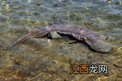 娃娃鱼会被淹死吗