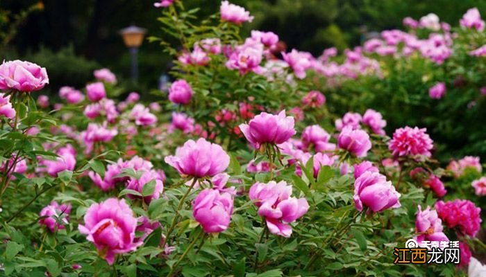 芜湖市春季赏花去哪里芜湖市春季赏花地推荐