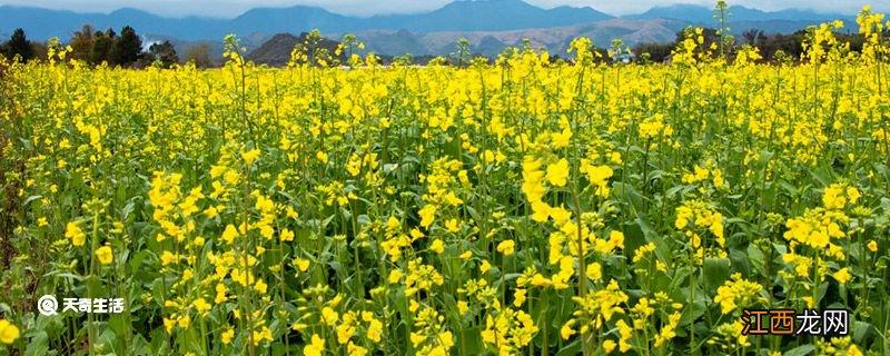 芜湖市春季赏花去哪里芜湖市春季赏花地推荐