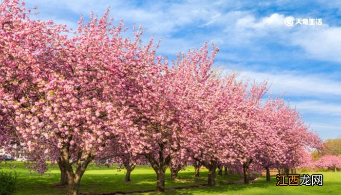 泉州市春季赏花去哪里泉州赏花胜地