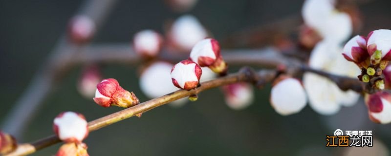 赣州市春季赏花去哪里赣州春季赏花攻略