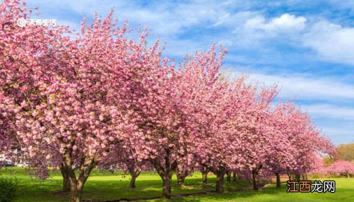 赣州市春季赏花去哪里赣州春季赏花攻略