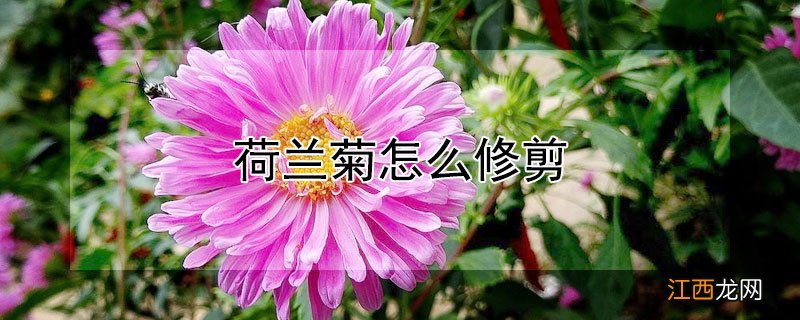 荷兰菊怎么修剪