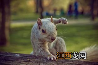 松鼠呕吐是什么症状