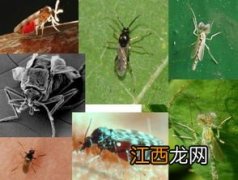 蝇蛆在人体存活时间