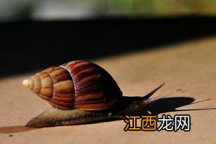 蜗牛用什么呼吸