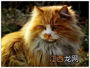 松鼠怕猫吗