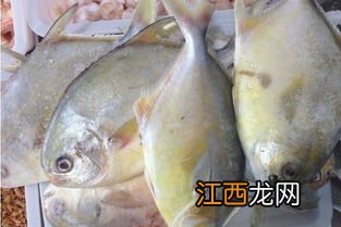 白鲳鱼属于深海鱼吗