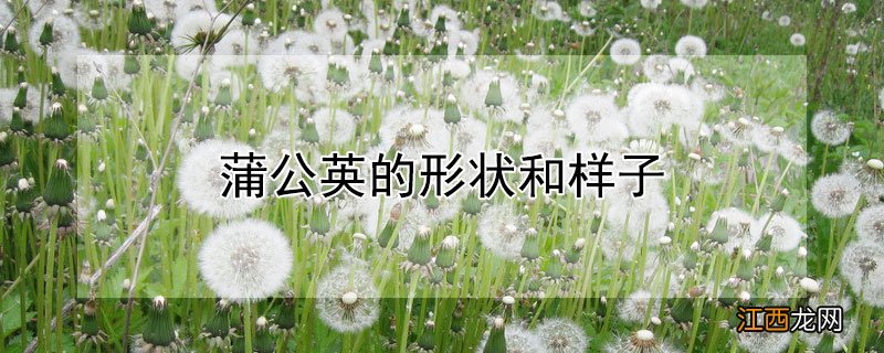 蒲公英的形状和样子