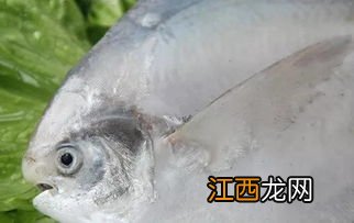 白鲳鱼跟红腹的区别