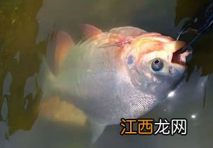 白鲳鱼是食人鱼吗