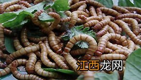 黄粉虫起了螨虫怎么治