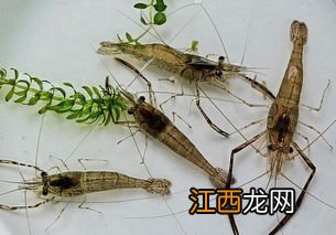 河虾外壳的功能