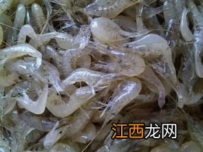 河虾保存方法